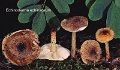 Echinoderma echinaceum-amf1985-1